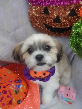 シーズー【茨城県・男の子・2013年5月3日・ホワイト&ゴールド】の写真「」