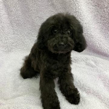 トイプードル(トイ)【茨城県・女の子・2022年6月2日・ブラック】の写真「ママ似の美人さん♡」