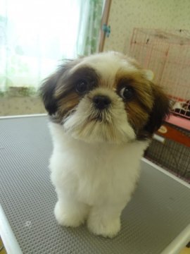 シーズー【茨城県・男の子・2013年5月3日・ホワイト&ゴールド】の写真「」
