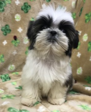 シーズー【茨城県・男の子・2020年9月21日・ホワイト&ブラウン】の写真「日に日に可愛いさアップ⤴︎」