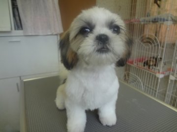 シーズー【茨城県・女の子・2013年5月3日・薄い白茶】の写真「元気な女の子♪」