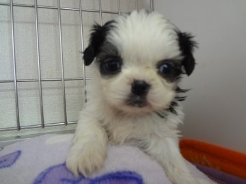 シーズー【茨城県・女の子・2013年2月16日・ホワイト&ブラウン】の写真「」