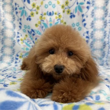 トイプードル(トイ)【茨城県・女の子・2023年7月2日・レッド】の写真「可愛い女の子♡」