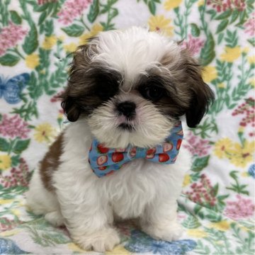 シーズー【茨城県・男の子・2024年3月20日・ホワイト&ゴールド】の写真「元気な男の子」