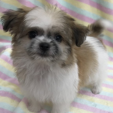 マルチーズ✖️シーズー【茨城県・男の子・2022年3月18日・ホワイト&ゴールド】の写真「可愛い男の子☆」