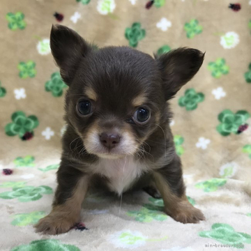 チワワ(ロング)【茨城県・男の子・2022年4月25日・チョコタン】の写真「お顔が整ったイケメン君⭐︎」