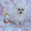 ポメラニアン【茨城県・男の子・2020年1月18日・クリーム】の写真4「340ｍｌペットボトルと」