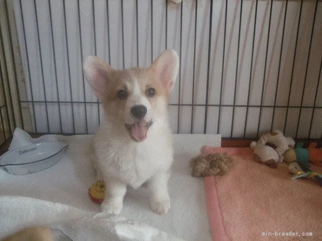 S.Y 様のお迎えした子犬