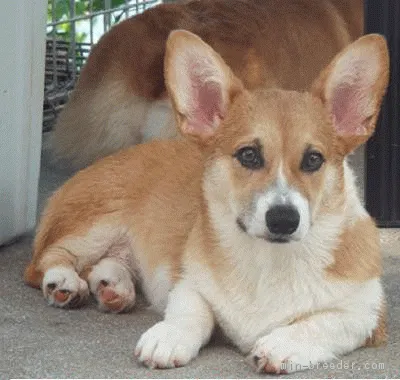 ミィ 様のお迎えした子犬