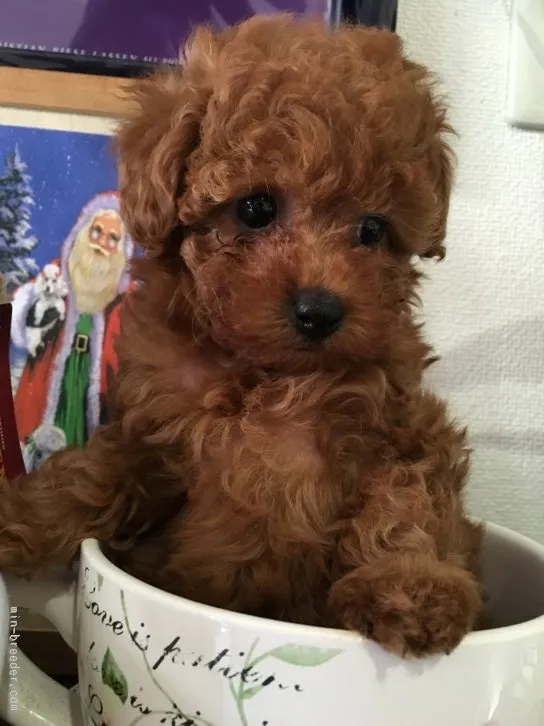 ID:1512-00461の子犬