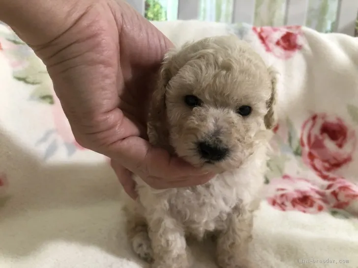 あずき 様のお迎えした子犬