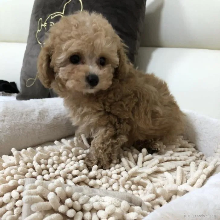 ID:2211-02197の子犬