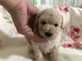 北海道のトイプードルのブリーダーを探す みんなのブリーダー 北海道のトイプードルのブリーダーを探す みんなのブリーダー