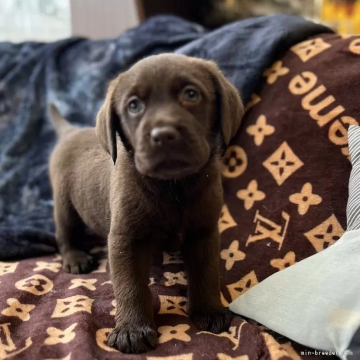 ID:2412-01701の子犬