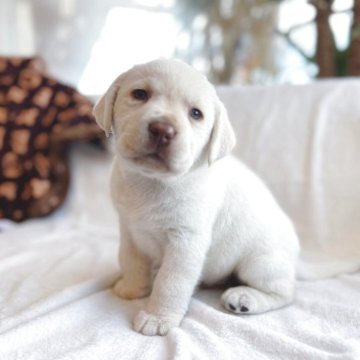 ラブラドールレトリバー【石川県・男の子・2025年8月12日・イエロー】の写真「可愛いすぎる！」