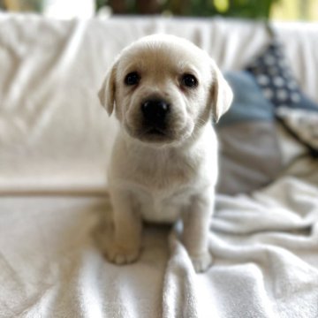 ラブラドールレトリバー【石川県・女の子・2025年10月11日・イエロー】の写真「可愛いすぎる！ちびっ子」