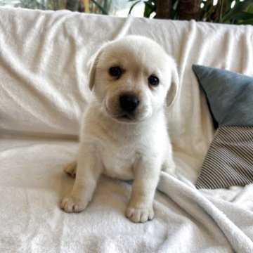 ラブラドールレトリバー【石川県・女の子・2025年10月11日・イエロー】の写真「可愛いすぎる！ちびっ子」