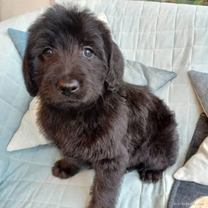 ID：2302-01876の子犬