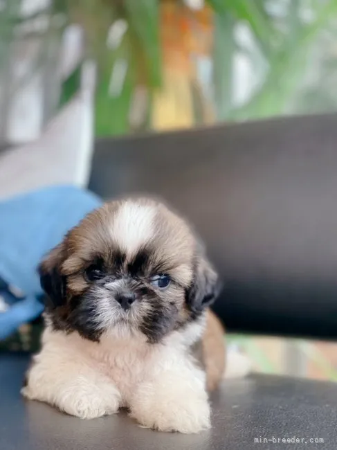 ID:2109-00797の子犬
