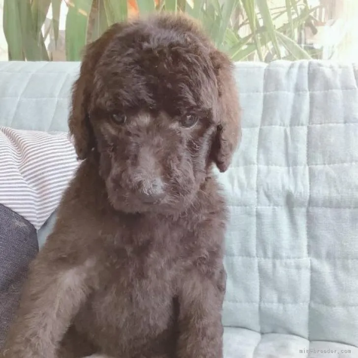 ID：2210-00326の子犬