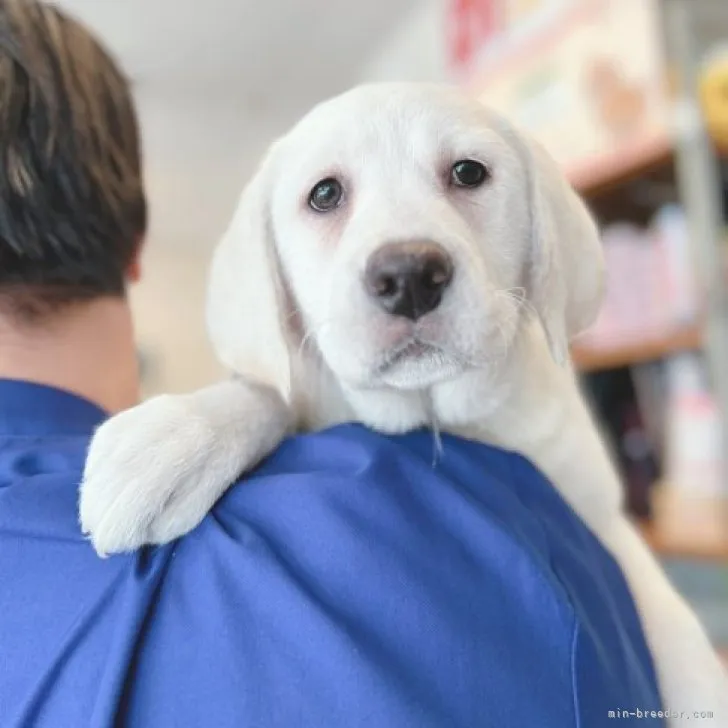 ID：2212-04760の子犬