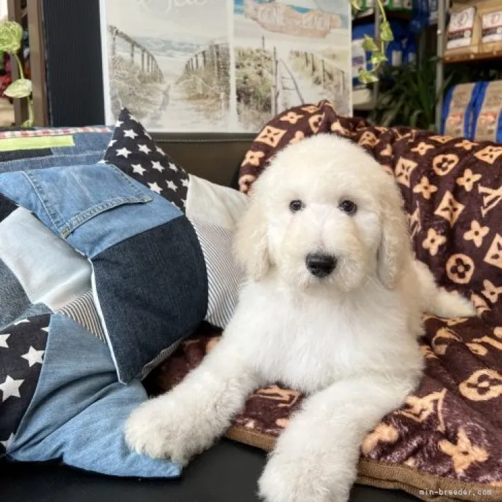 ID:2305-02508の子犬