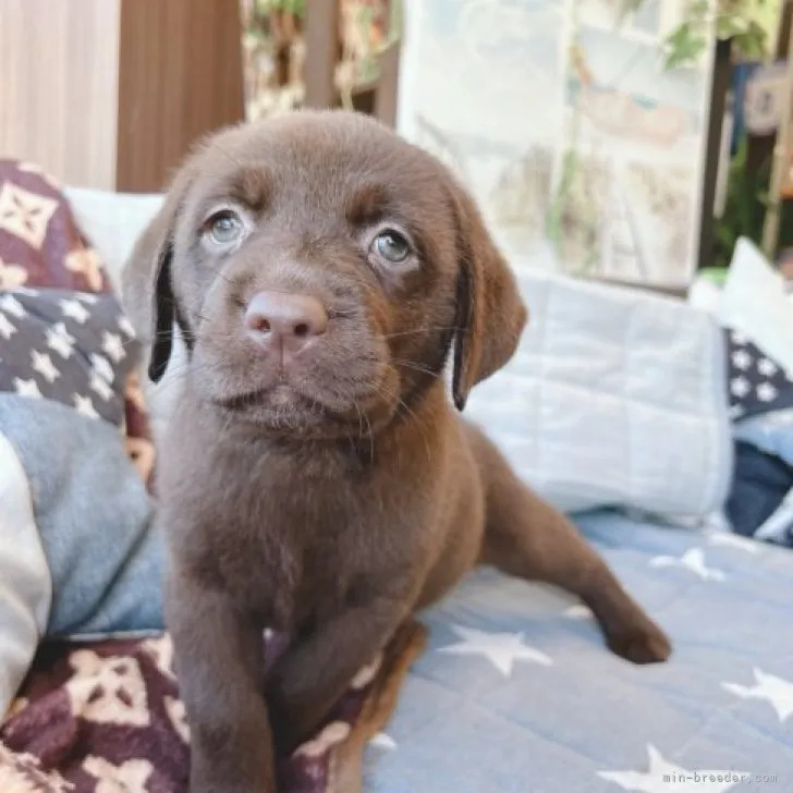 ID:2308-00707の子犬
