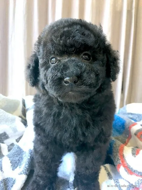 ID:1904-02511の子犬