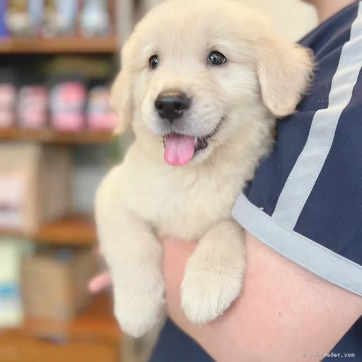 ID：2408-08210の子犬