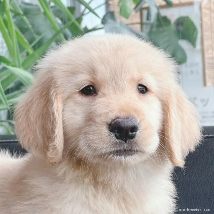 ID：2209-03089の子犬