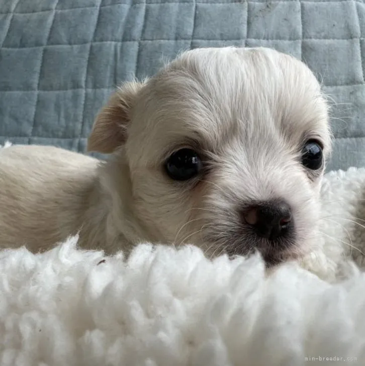 ID：2304-05297の子犬