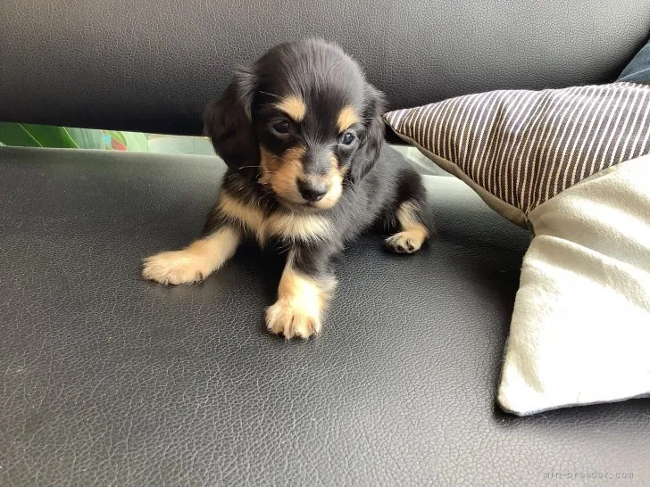 ID:2110-02752の子犬
