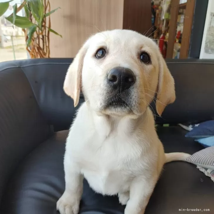 サトケン 様のお迎えした子犬