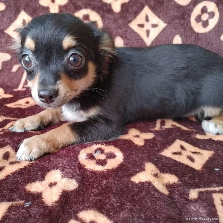 はな 様のお迎えした子犬
