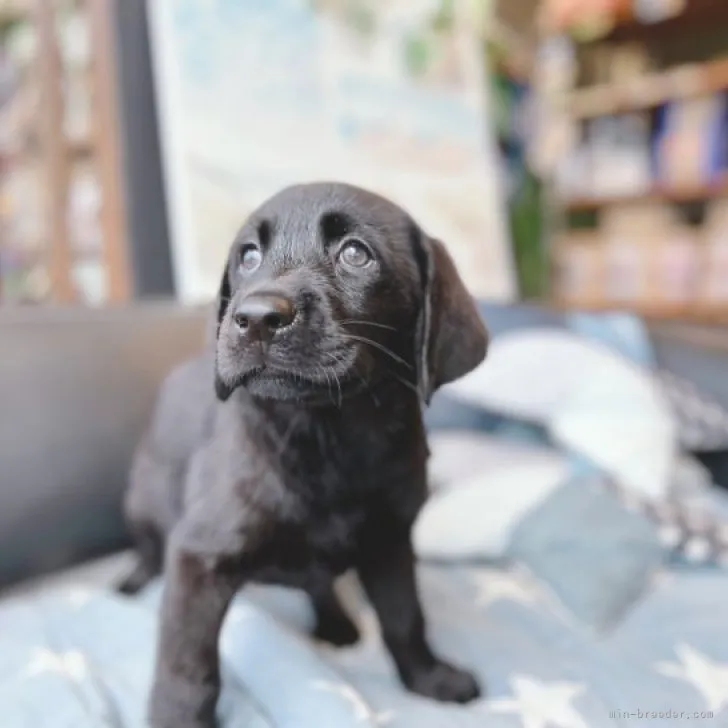 ID：2310-01202の子犬