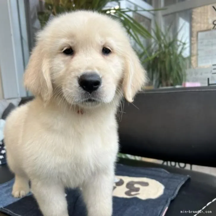 ID：2209-00069の子犬
