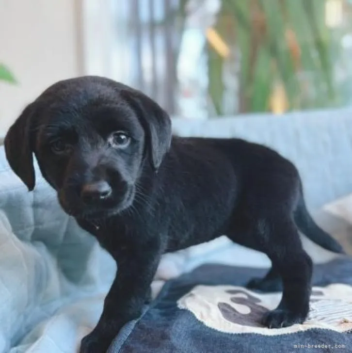 ID:2211-00997の子犬