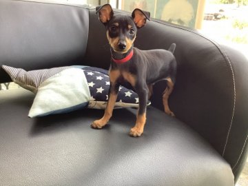 ミニチュアピンシャー【石川県・男の子・2021年9月16日・ブラックタン】の写真「イケメンくん」