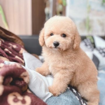 トイプードル(トイ)【石川県・男の子・2023年5月28日・アプリコット】の写真「大人しくてムチムチ♪イケメン」