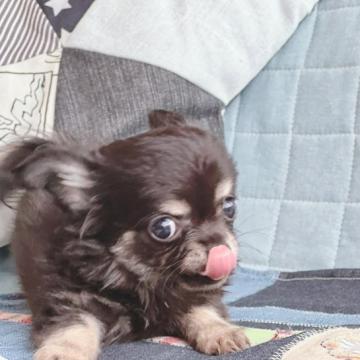 チワワ(ロング)【石川県・男の子・2022年8月11日・ブラックタン】の写真「陽気な明るい子です♪」