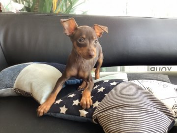 ミニチュアピンシャー【石川県・女の子・2021年9月16日・ブラックタン】の写真「見て、綺麗な顔立ち」