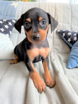 ミニチュアピンシャー【石川県・男の子・2021年4月29日・ブラックタン】の写真「凛々しいお顔の長男くん♩」