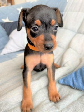 ミニチュアピンシャー【石川県・男の子・2021年4月29日・ブラックタン】の写真「凛々しいお顔の長男くん♩」