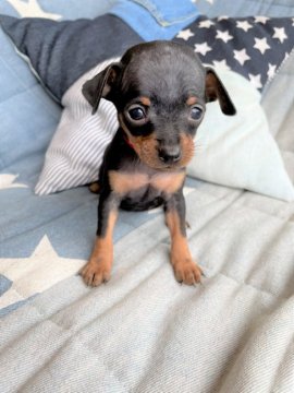 ミニチュアピンシャー【石川県・女の子・2021年4月29日・ブラックタン】の写真「ちびっ子ミニミニミニピン♩」