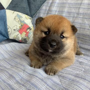 柴犬(標準サイズ)【石川県・男の子・2022年6月14日・赤】の写真「小熊みたいな可愛い子」