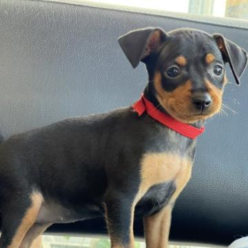 ミニチュアピンシャー【石川県・女の子・2022年8月11日・ブラックタン】の写真「ちびっ子なのに、むっちむち！自慢のミニピン」