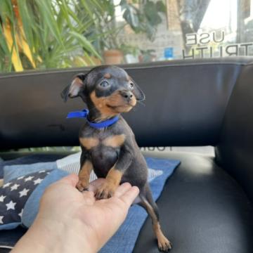 ミニチュアピンシャー【石川県・男の子・2022年8月11日・ブラックタン】の写真「ちびっ子なのに、むっちむち！自慢のミニピン」