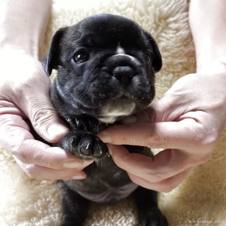 フレンチブルドッグ【和歌山県・男の子・2025年10月13日・ブリンドル】の写真1