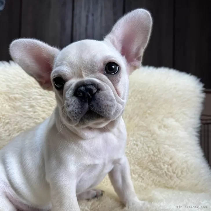 ID：2412-07354の子犬