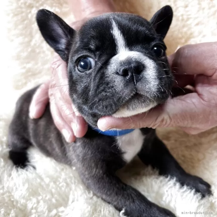 ID：2506-07632の子犬